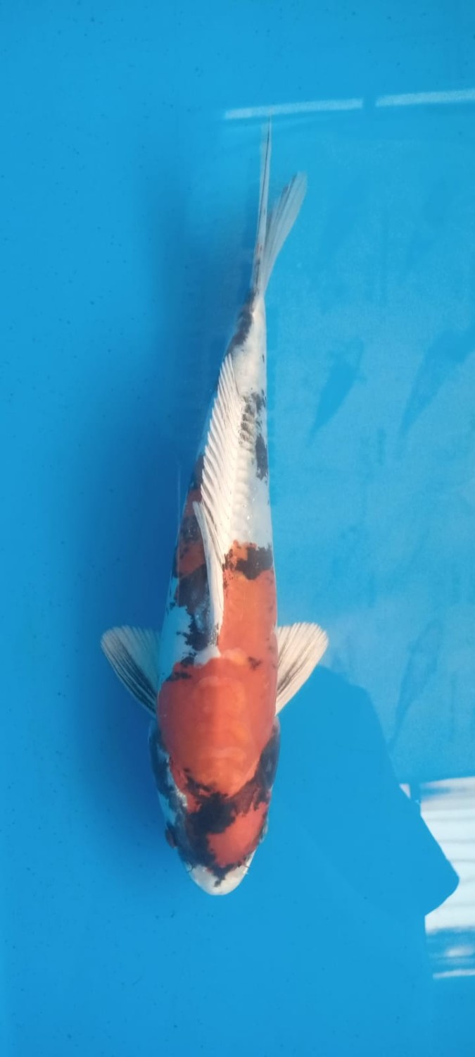 Juara 5