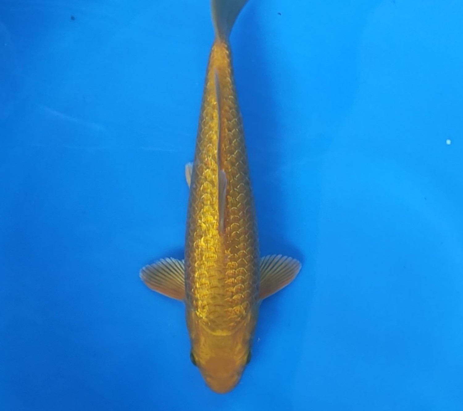 Juara 1