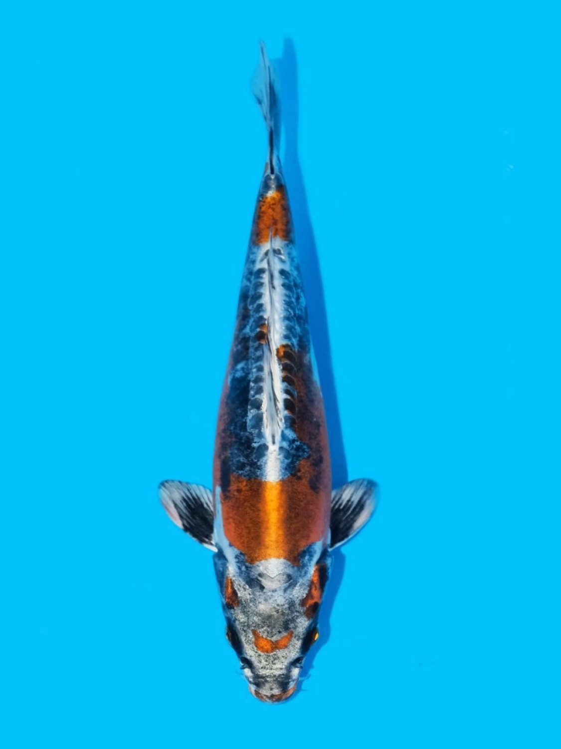 Juara 5
