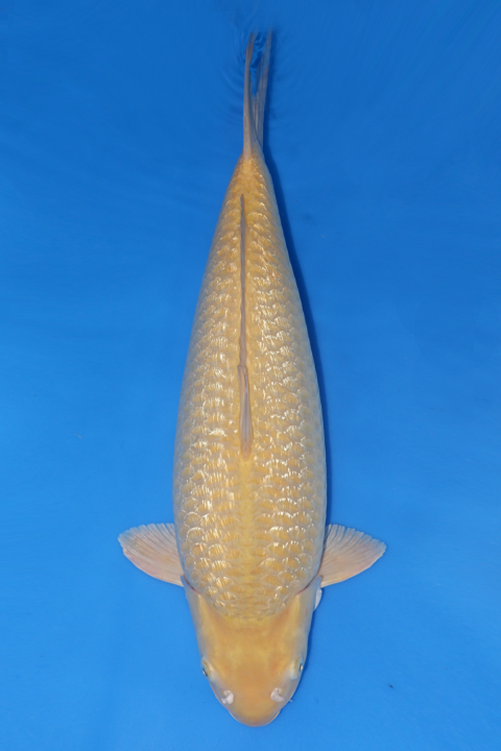 Juara 2