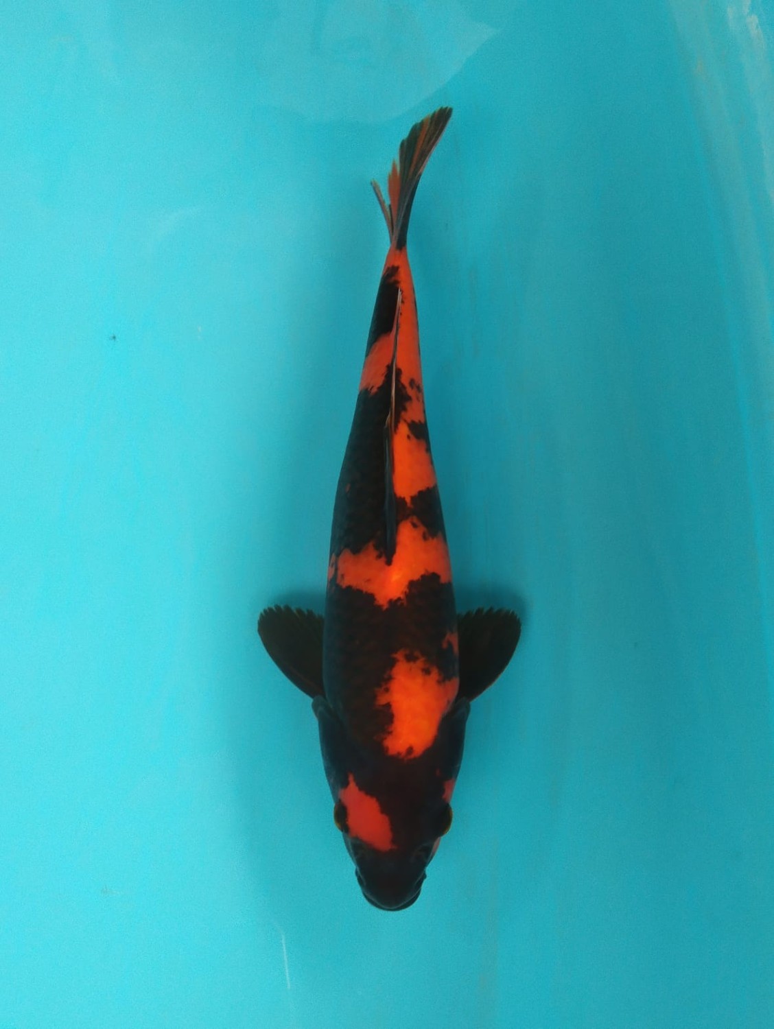 Juara 2