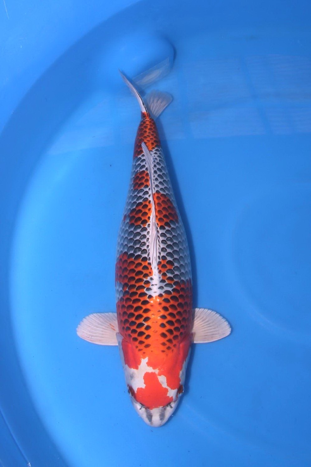 Juara 1