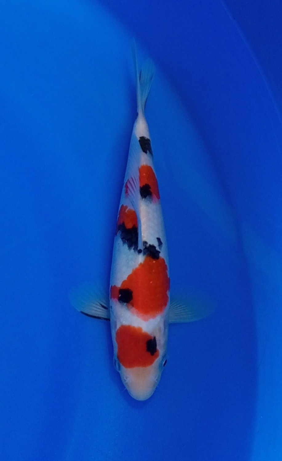 Juara 4