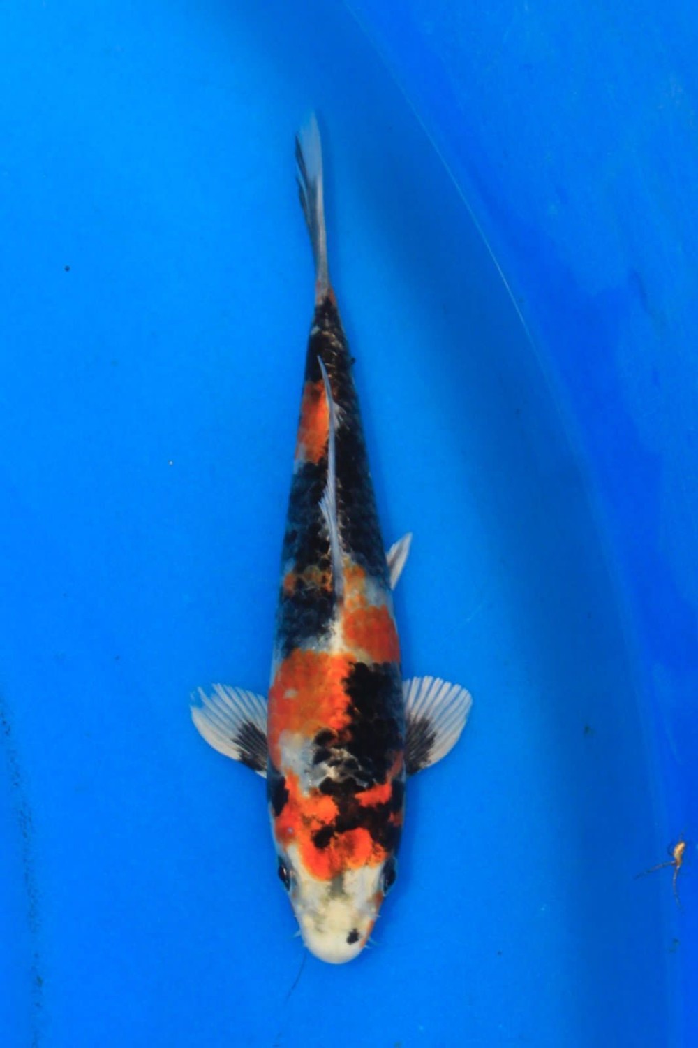 Juara 4