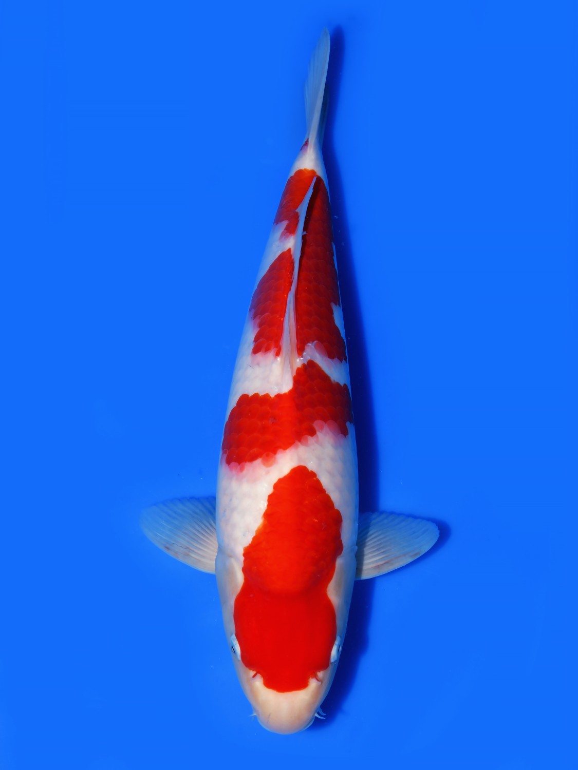 Juara 1