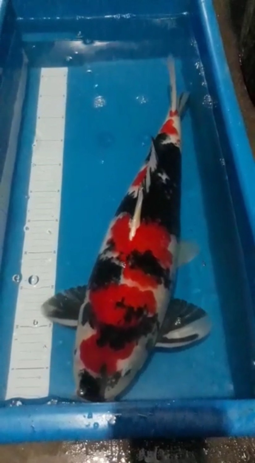 Juara 2