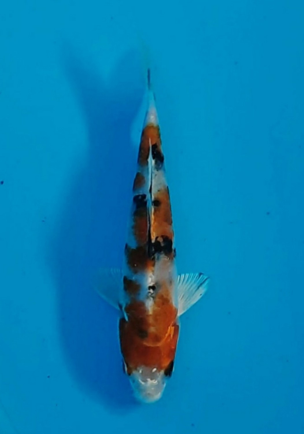 Juara 5