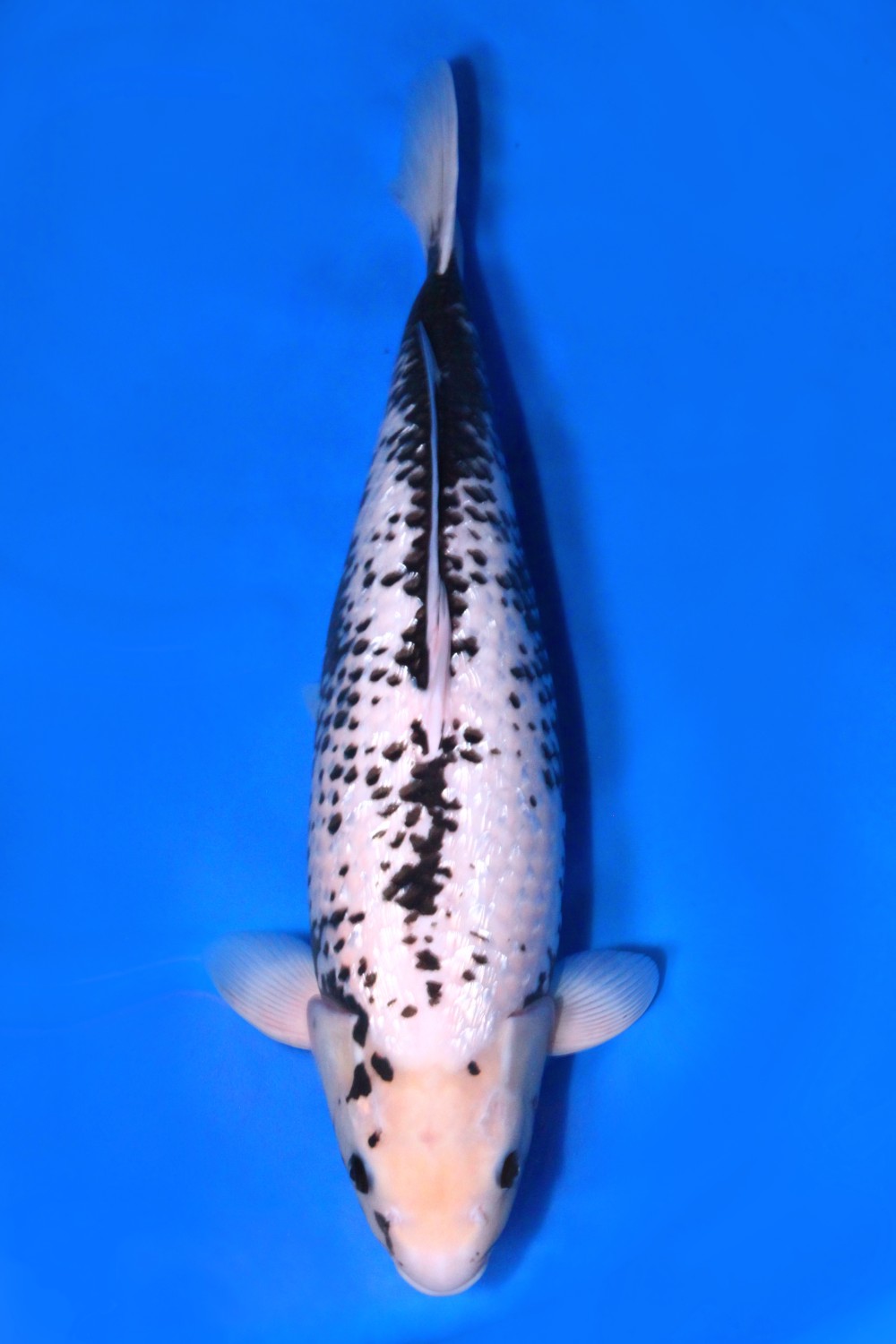 Juara 1