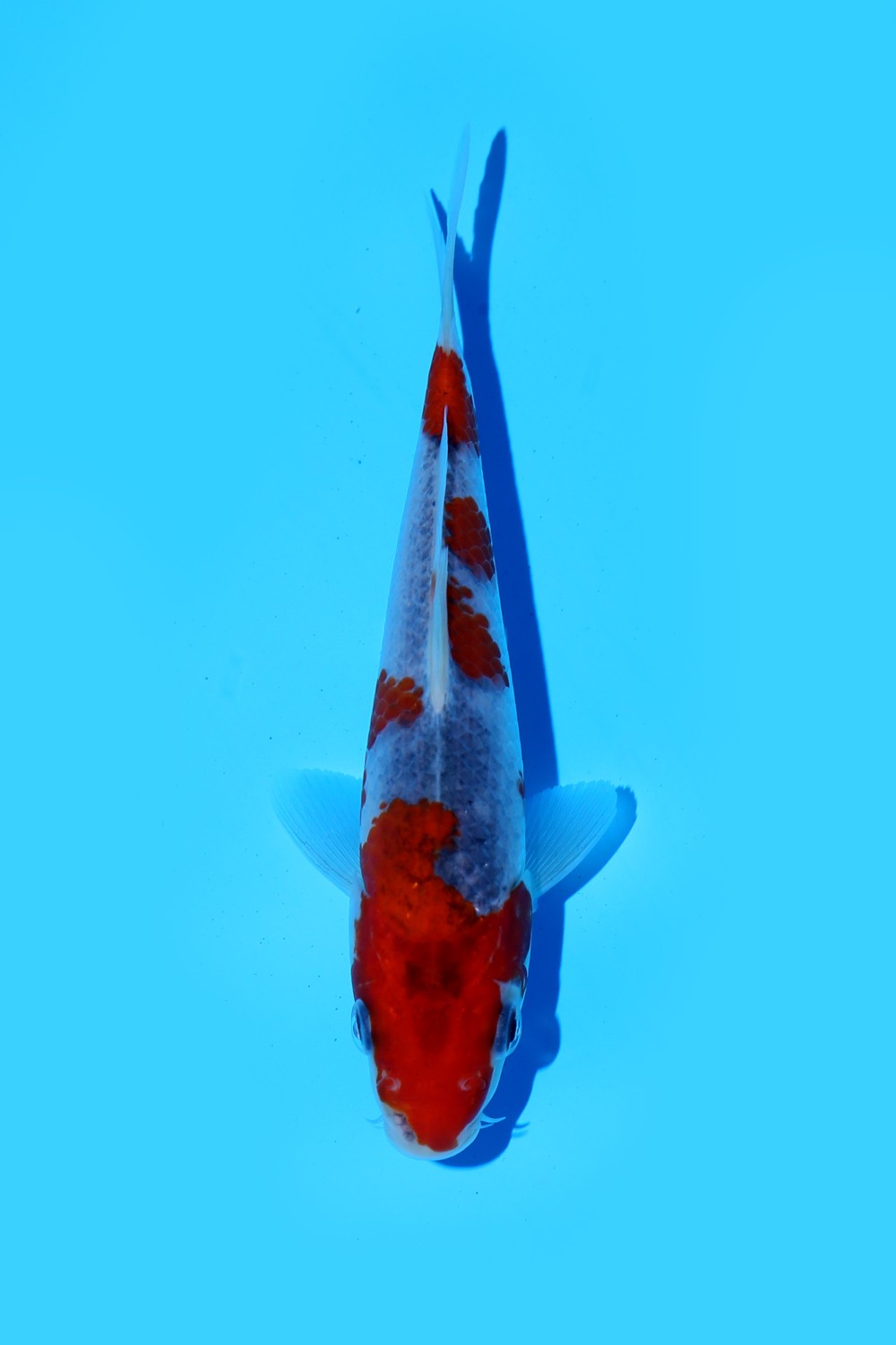Juara 5