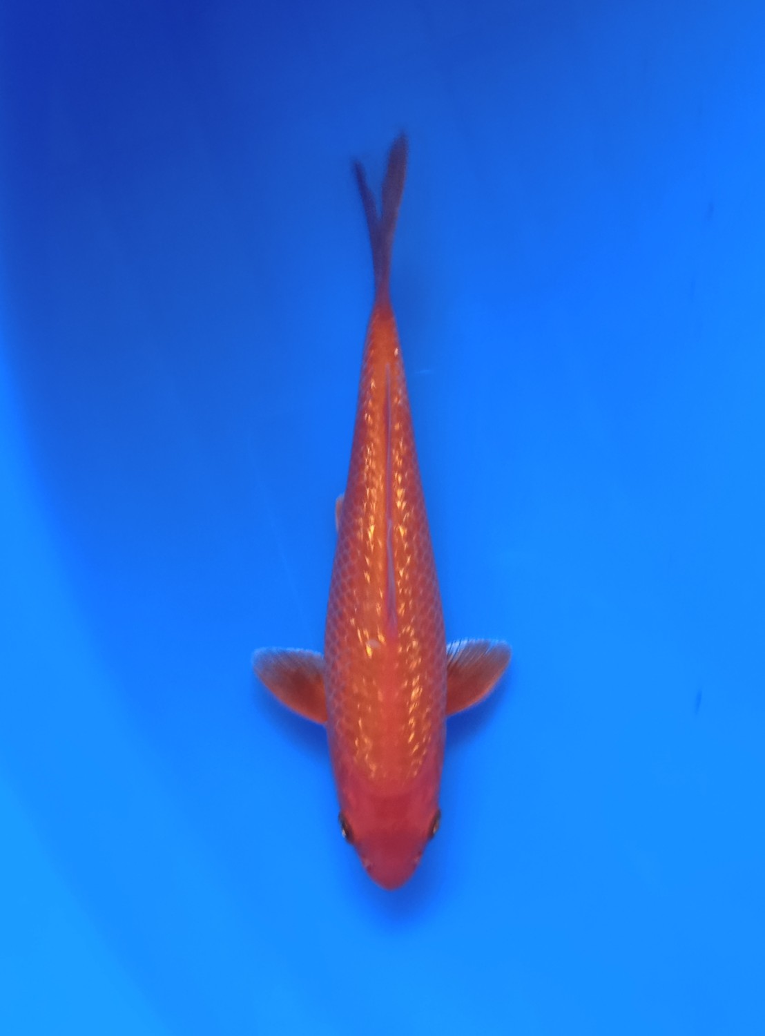Juara 1