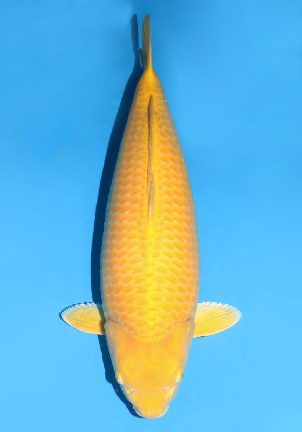 Best In Size E 66 - 70 cm