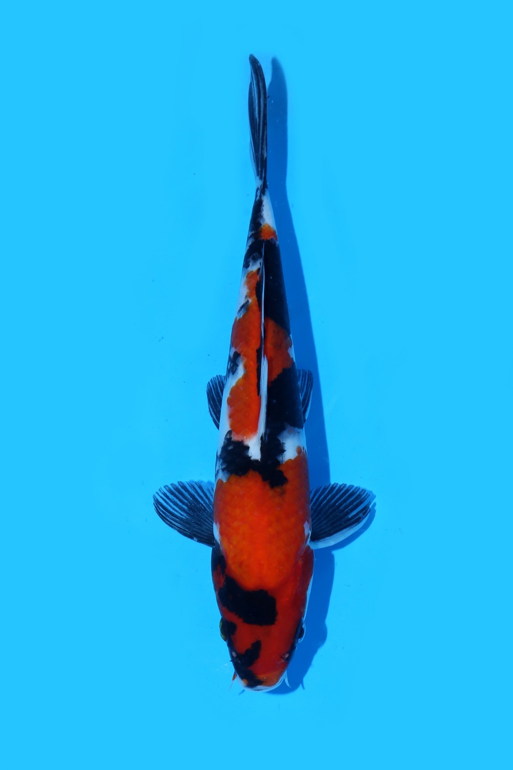 Juara 5