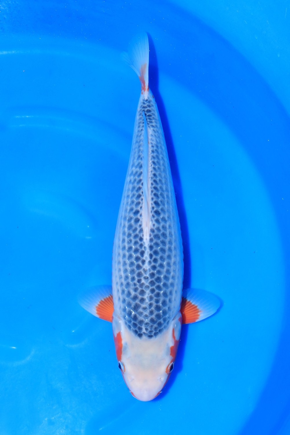 Juara 1