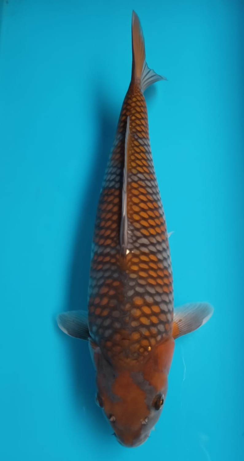 Juara 1