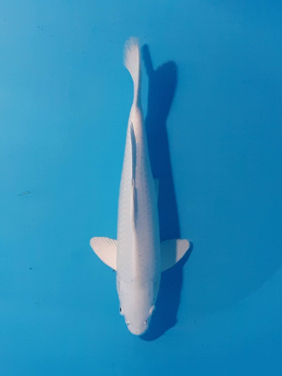 Juara 3