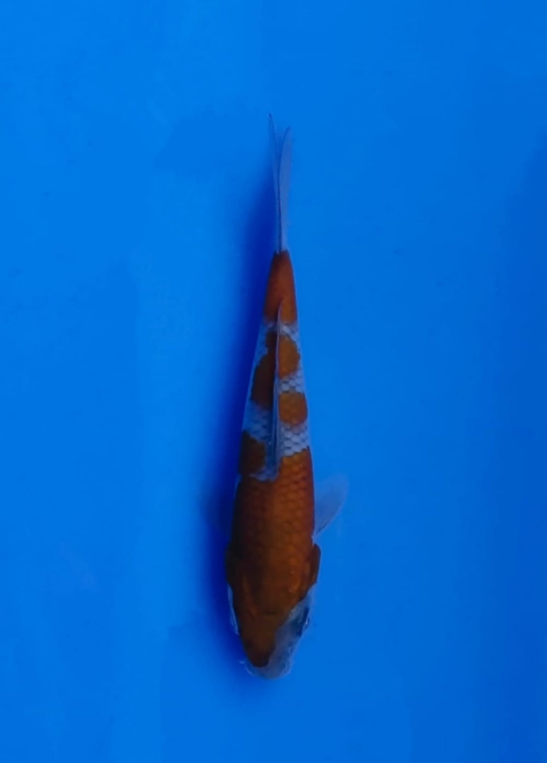 Juara 3