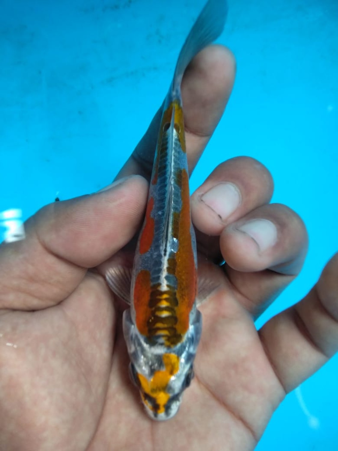 Juara 4