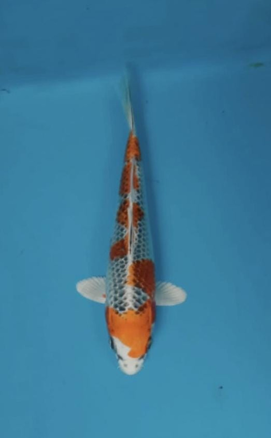 Juara 1