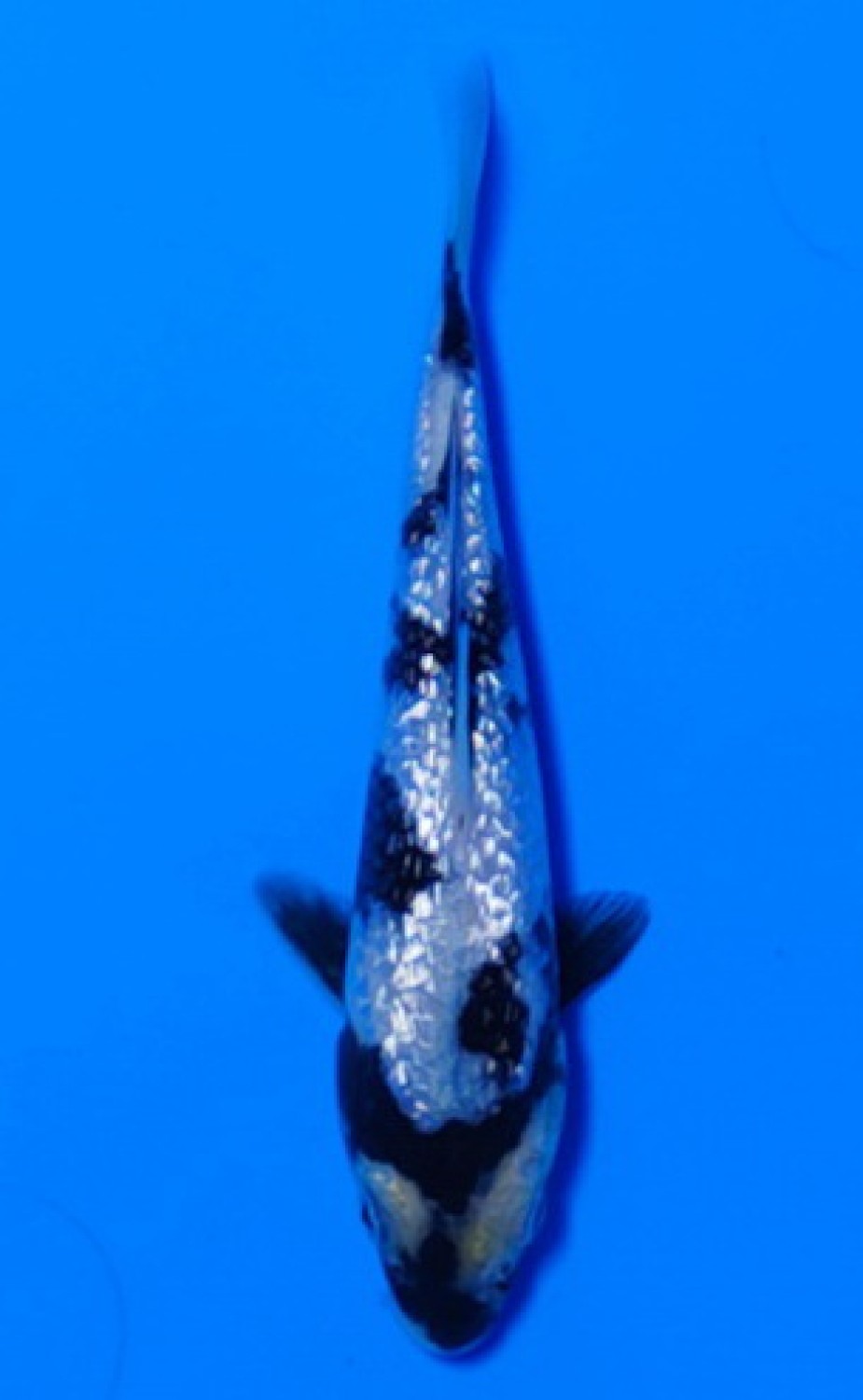 Juara 3