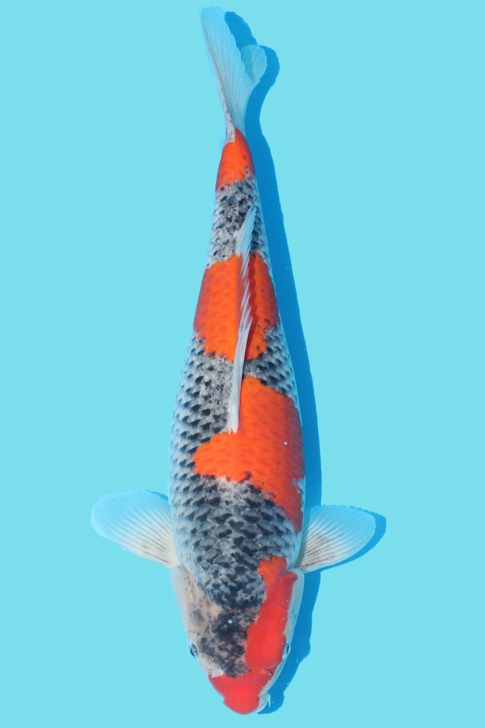 Juara 2