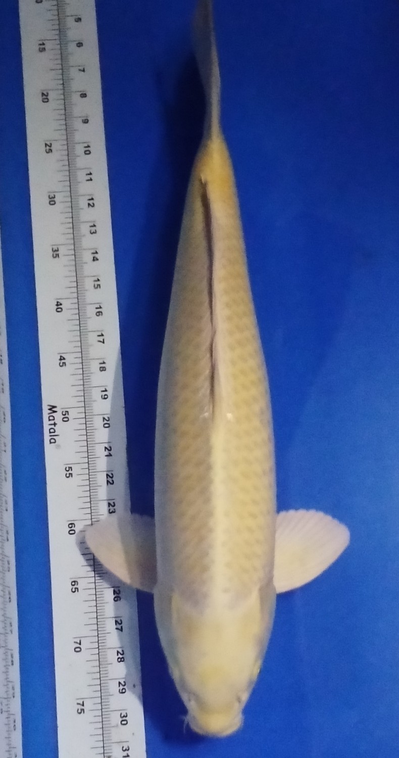 Juara 4