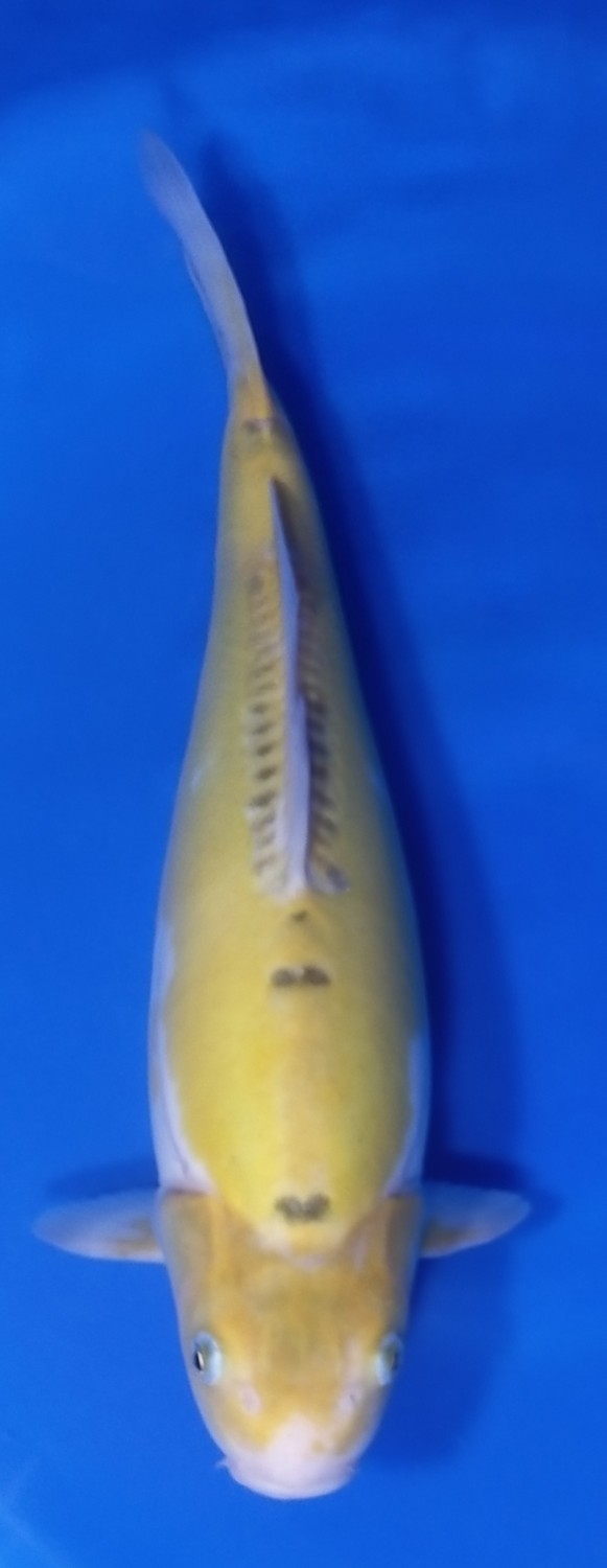 Juara 2