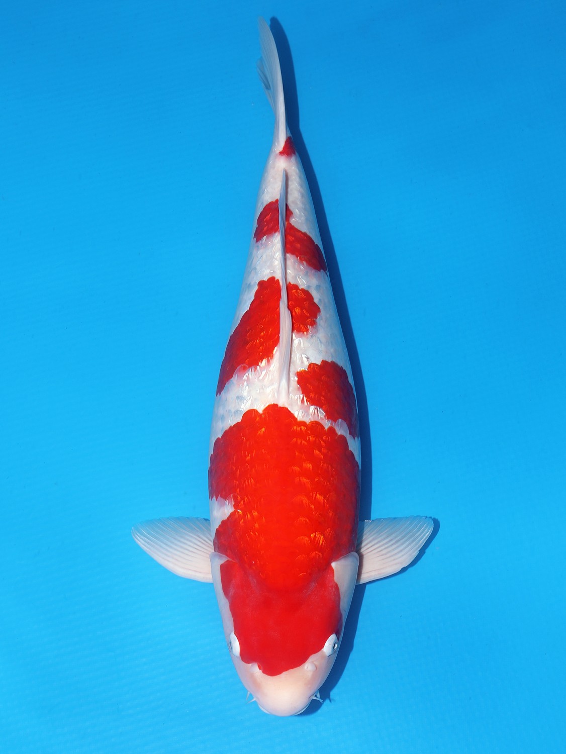 Juara 1