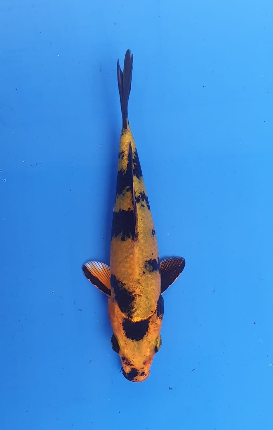 Juara 5