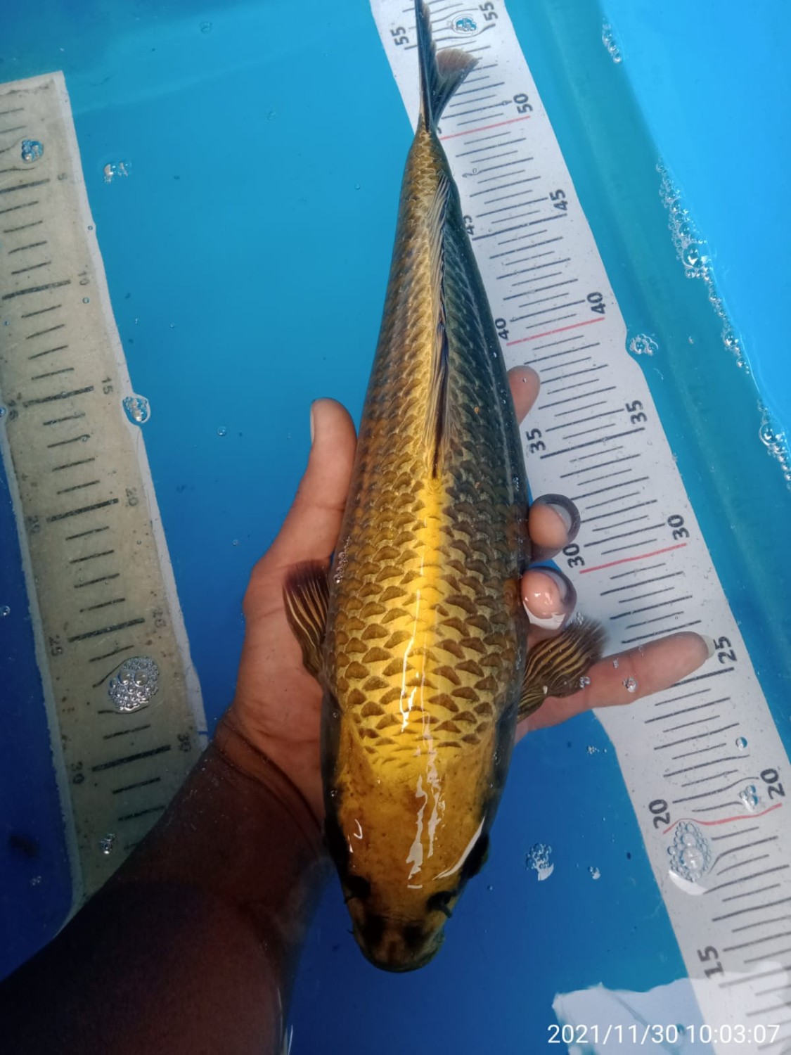 Juara 4