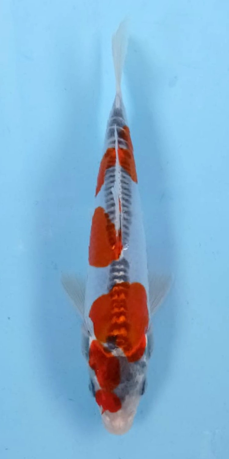 Juara 1