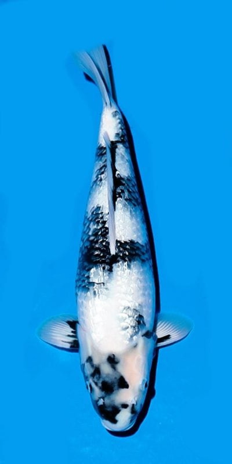 Juara 1