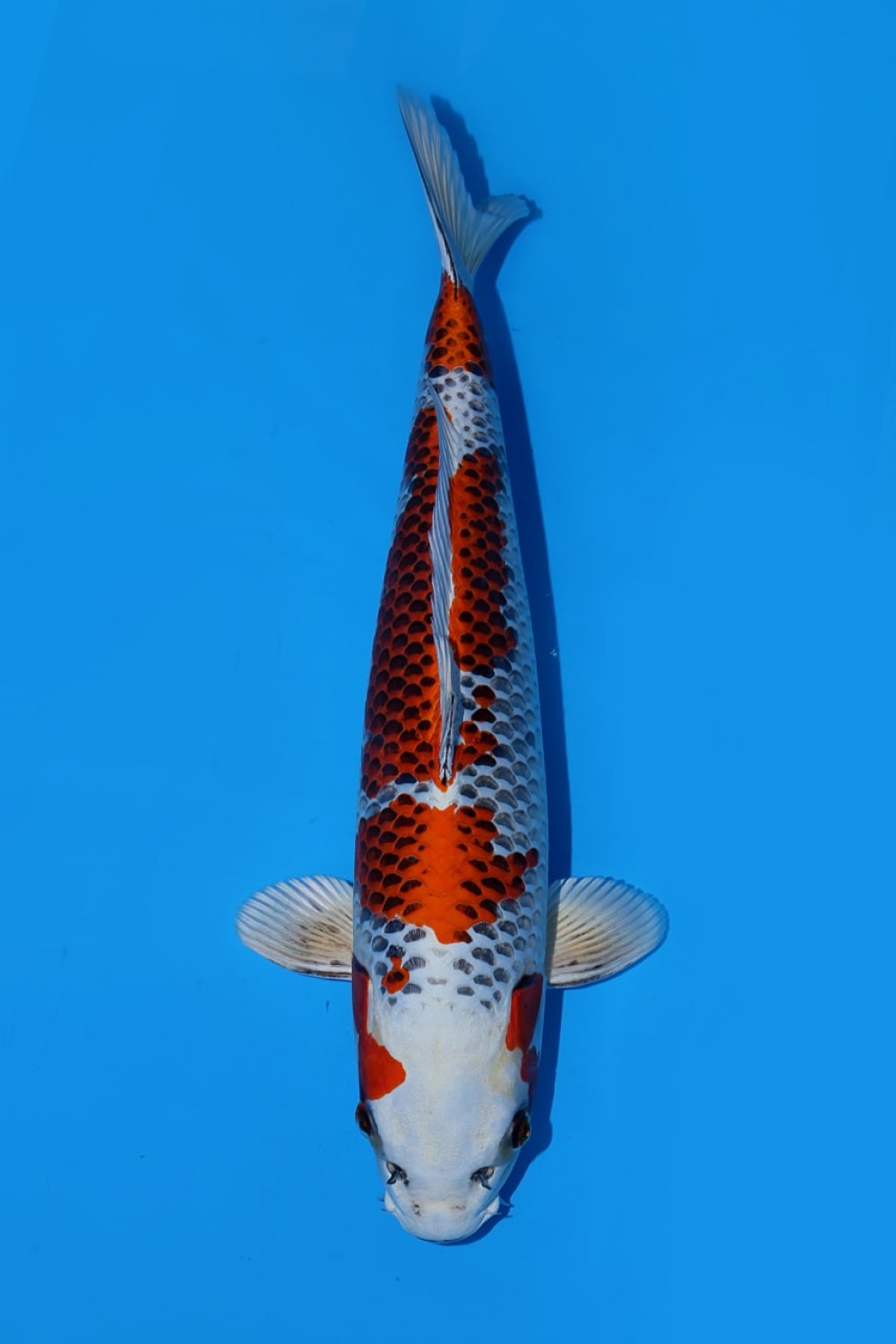 Juara 2
