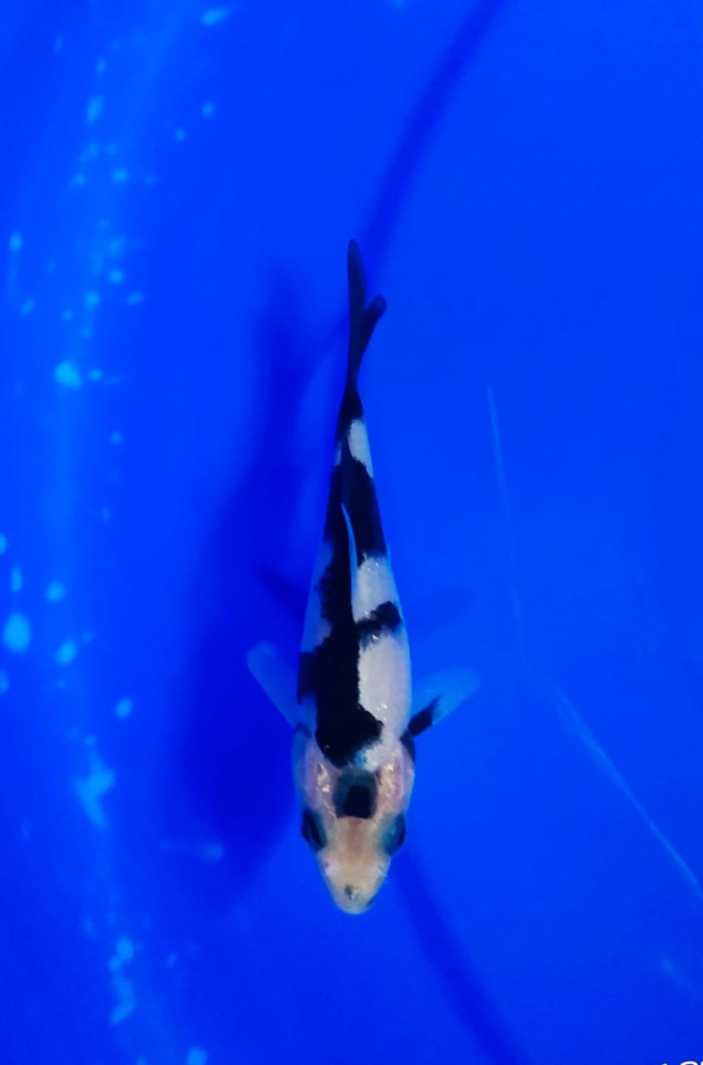 Juara 1
