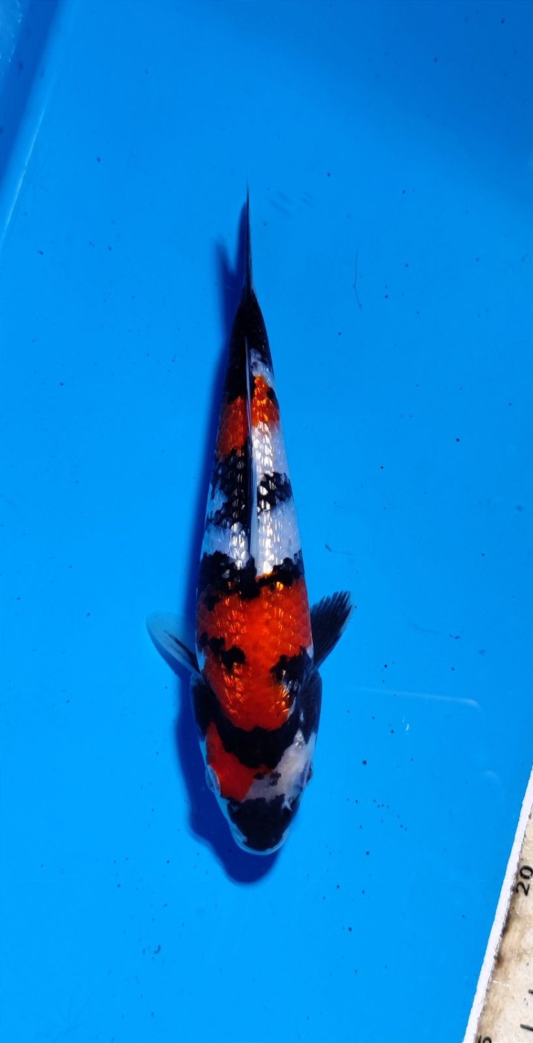 Juara 2