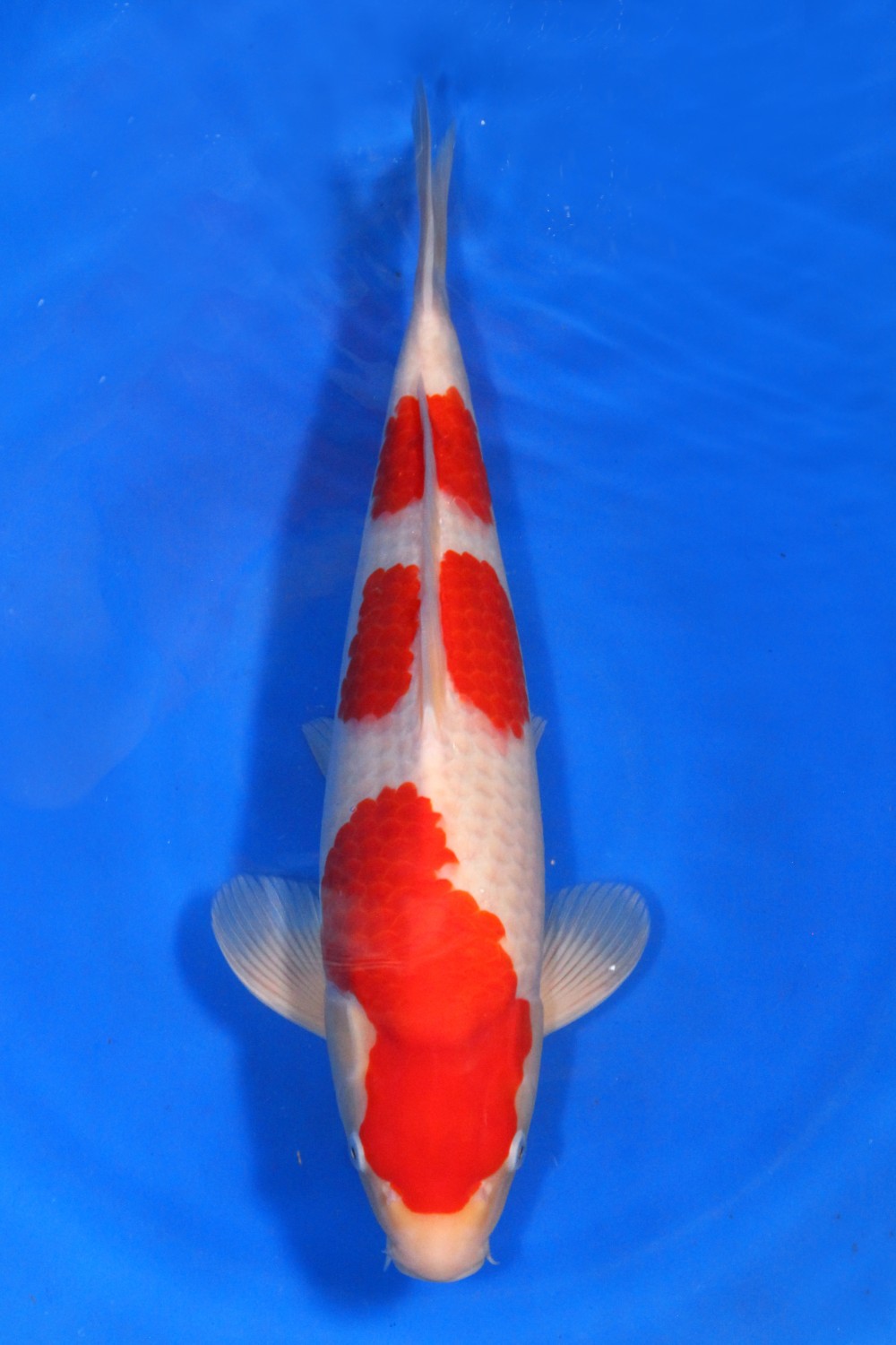 Juara 2