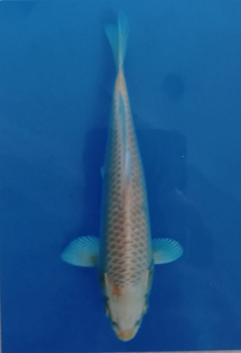 Juara 1