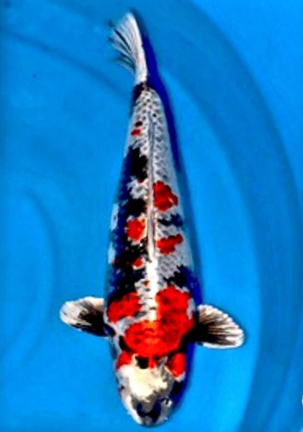 Juara 2