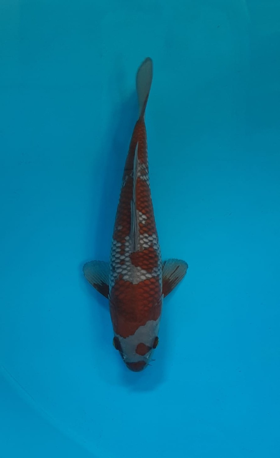 Juara 1