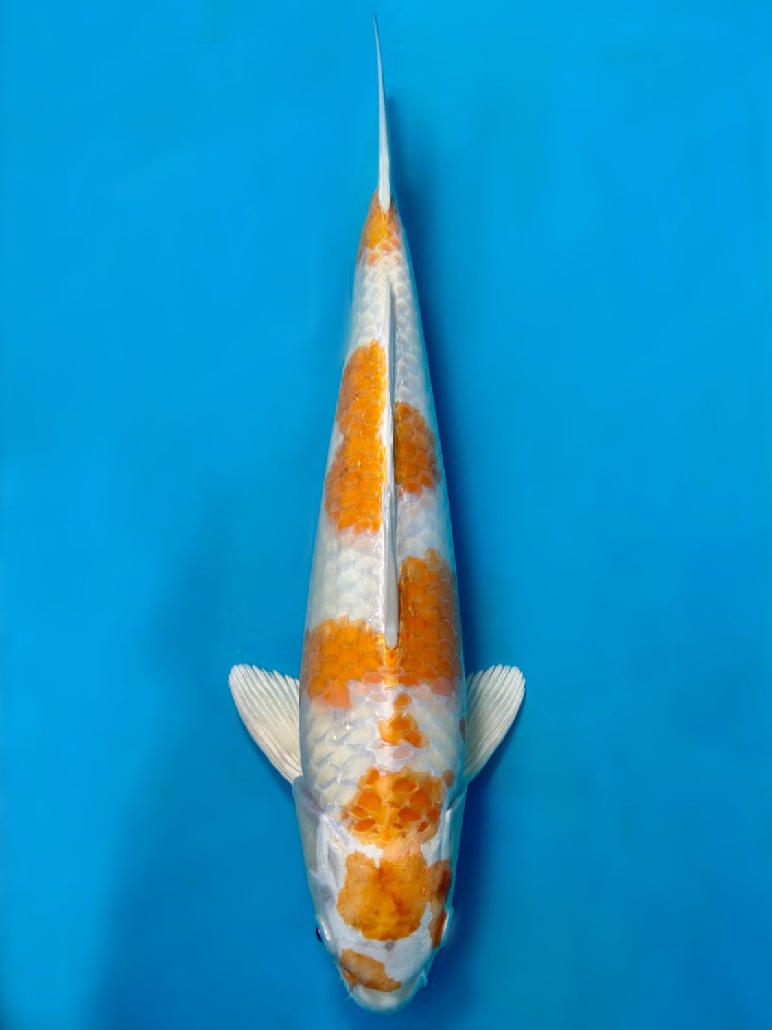 Juara 1
