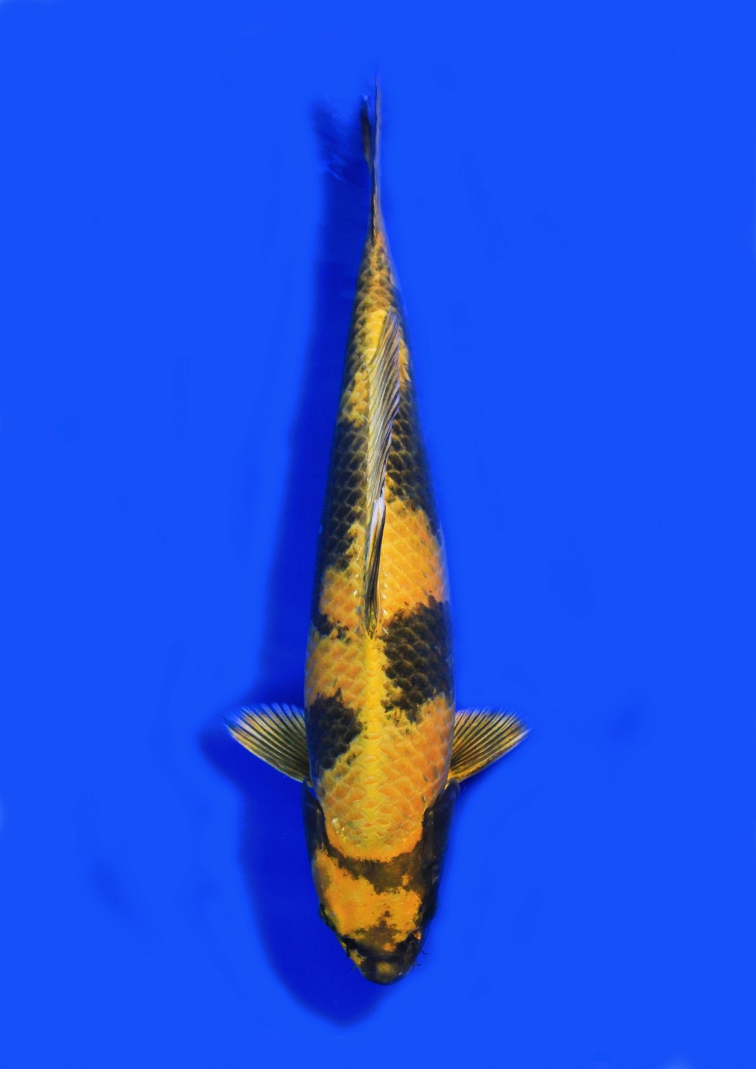 Juara 2