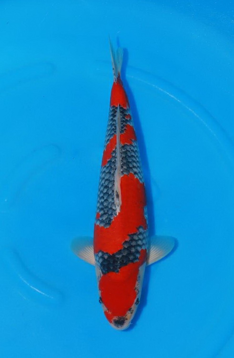 Juara 1