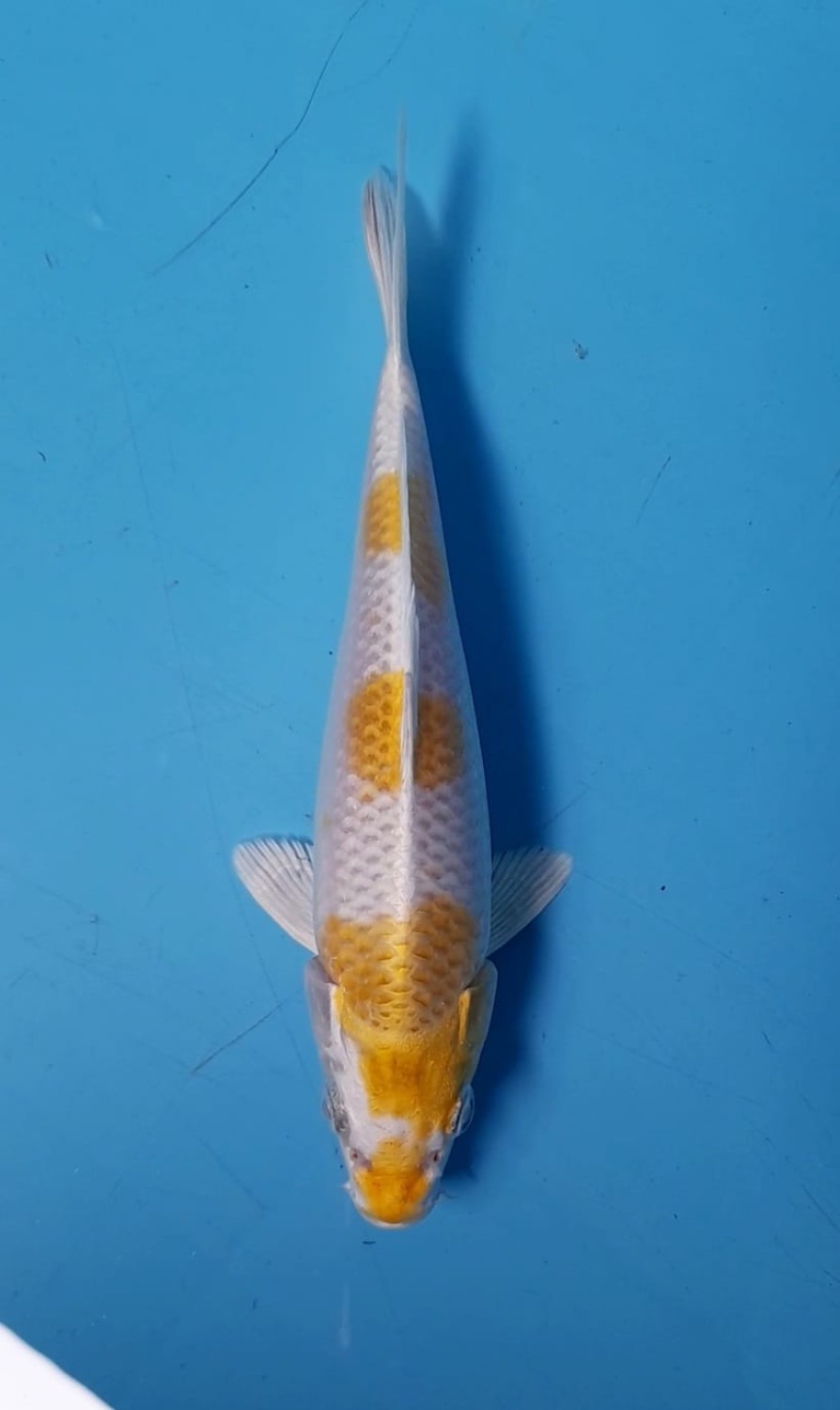 Juara 1