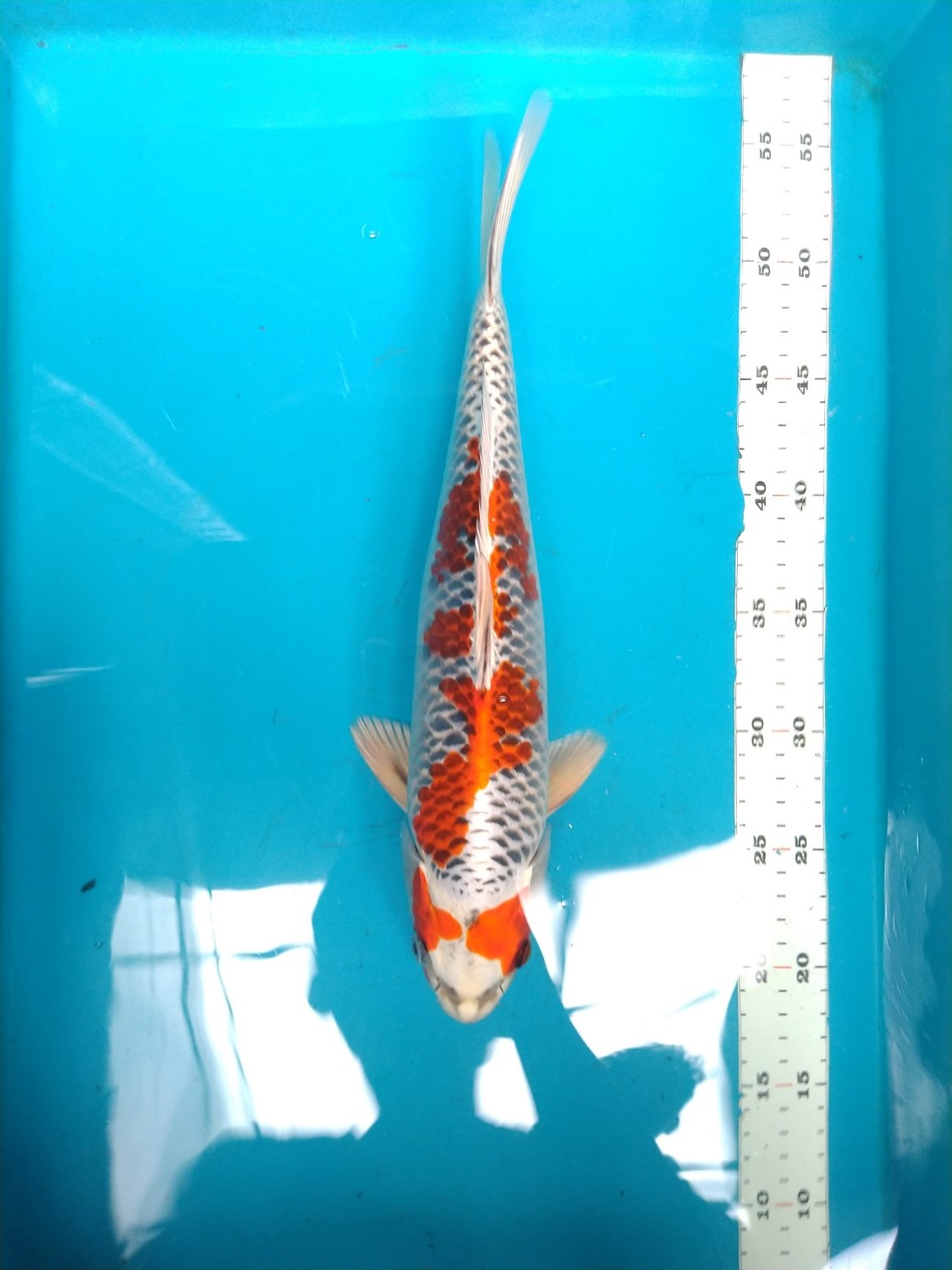 Juara 1