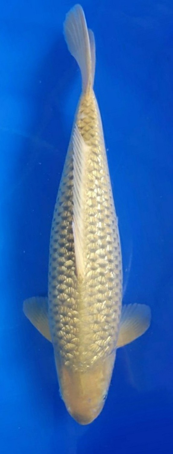 Juara 3