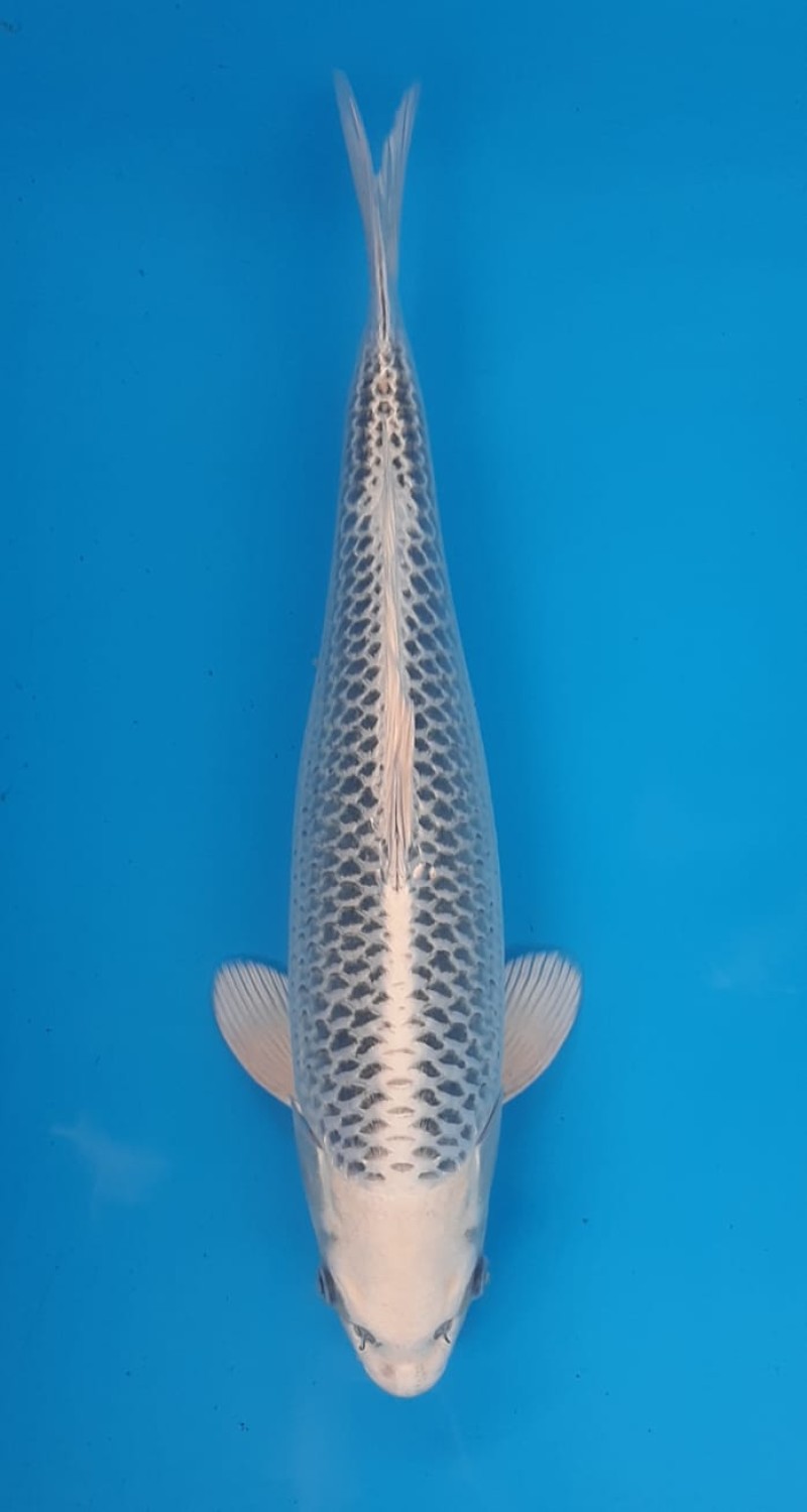 Juara 2