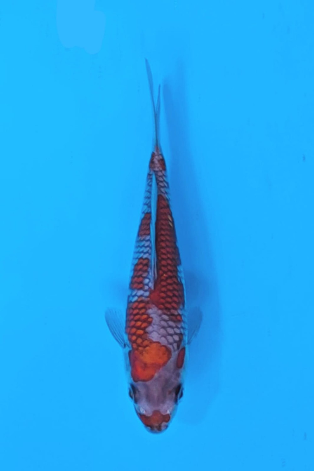 Juara 2