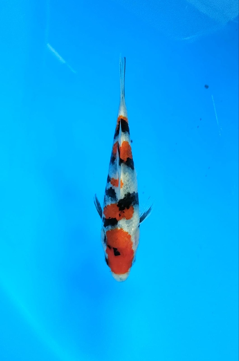 Juara 1