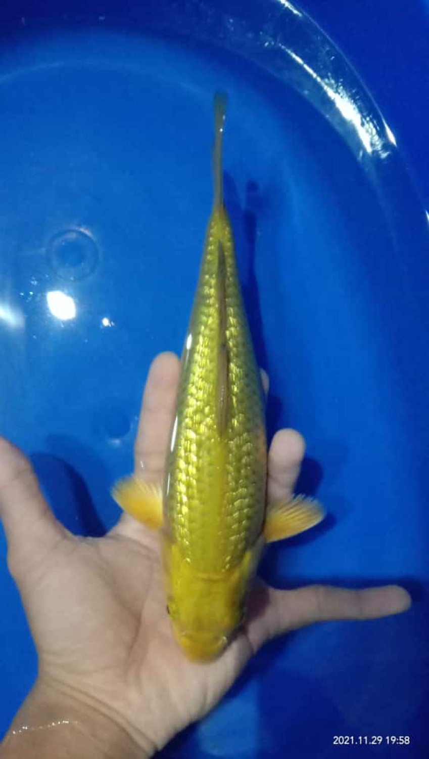 Juara 5