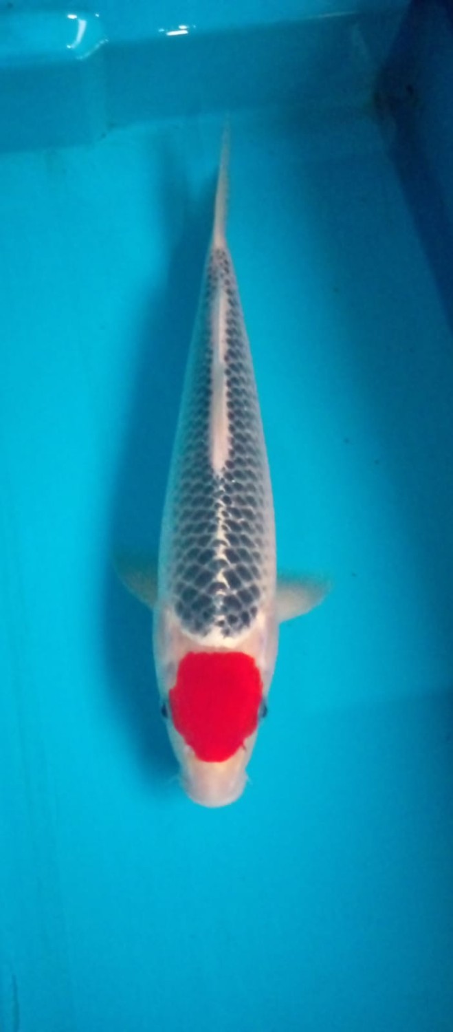 Juara 5