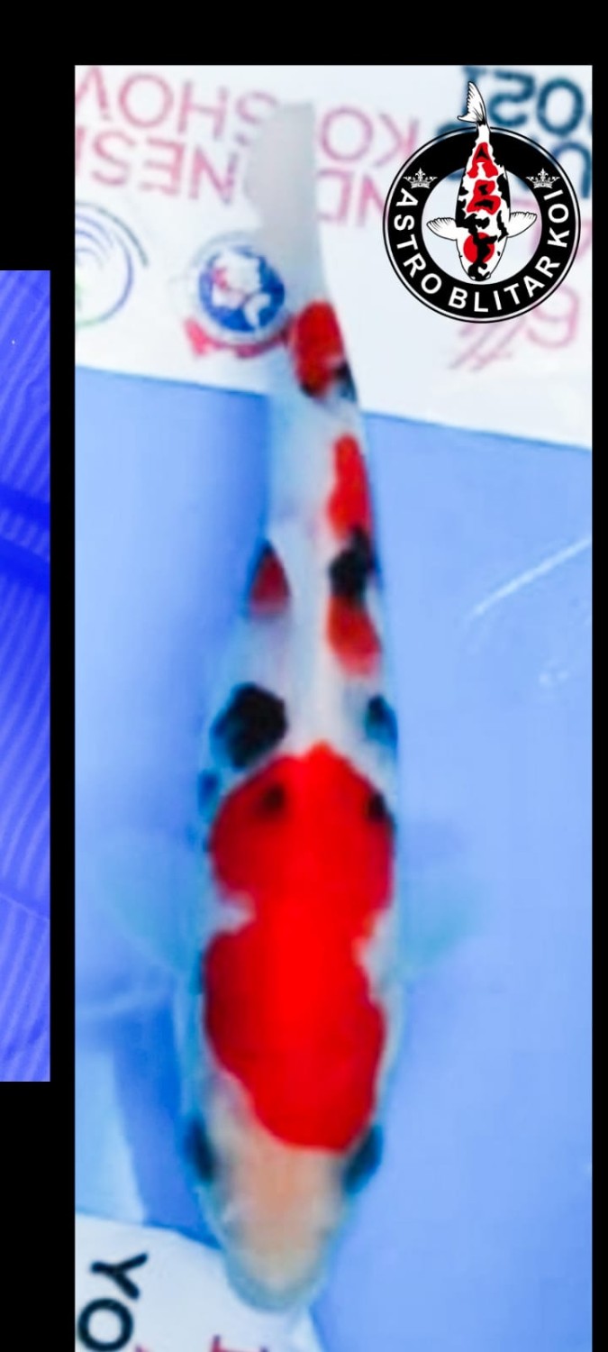 Juara 5